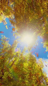 Low angle bottom-up view of golden autumn leaves falling in slow motion from lush deciduous tree crowns against sunshine sky. Fall season natural background from autumnal foliage, vertical shot.
