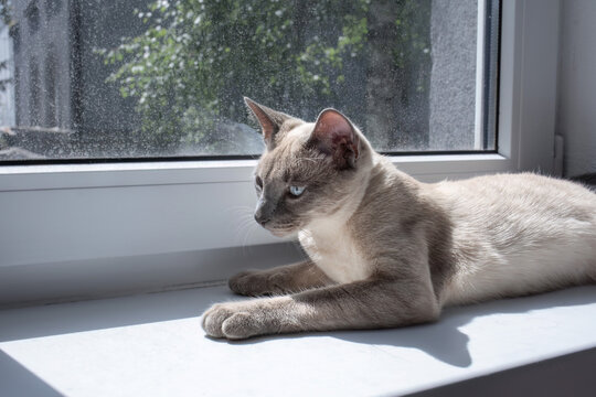 Siamese Cat Sunbathing on Window Sill