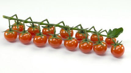 Fresh red cherry tomatoes on vine against white background concept of grocery produce farmers markets