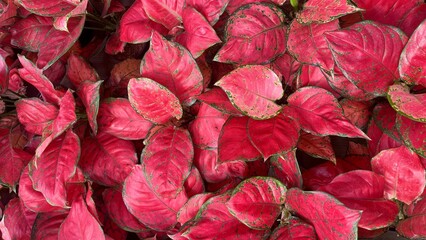 Close Up of Aglaonema Dut Anja Leaves texture background