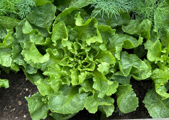 Crisp endive lettuce leaves close up in vegetable garden