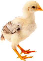 village chicken