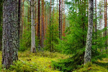 Lush Forest Interior with Various Tree Species