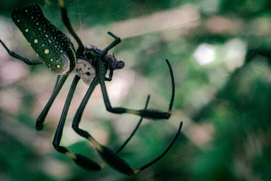 insecto