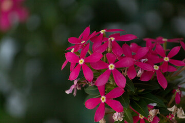 Flores rojas