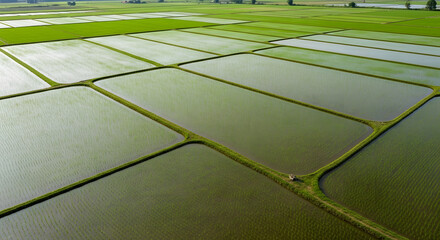 Aerial view of flooded rice paddies reflecting the sky with green embankments
