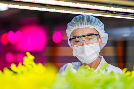 A scientist in a mask, hairnet, and gloves records observations on a tablet while inspecting plants in a lab. The setting, with controlled lighting, emphasizes research in botany and sustainable agric - Powered by Adobe