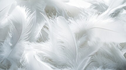 A close-up of soft, fluffy white feathers creates a textured, ethereal background with subtle light and shadows.