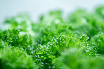 Fresh green hydroponic lettuce growing in a modern indoor farm. Sustainable agriculture using nutrient rich water for organic farming. Healthy food production with eco friendly technology.