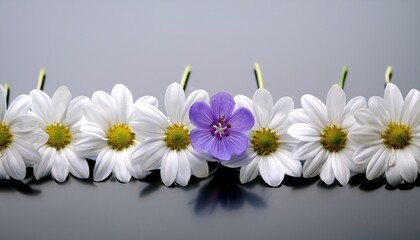 Obraz premium row of identical white anthericum blooms with one purple flower