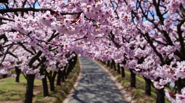 The Route Adorned with Flowering Cherry Trees within Public Park Located in East Asian Capital City