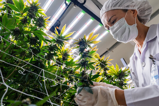 A scientist inspects cannabis plants in a controlled indoor farm for quality assurance and research. Medical marijuana cultivation advances through innovation, biotechnology, and sustainability.