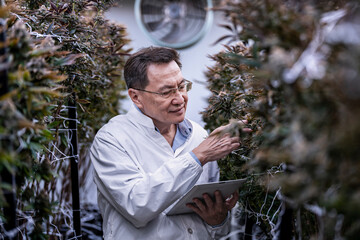 A researcher inspects cannabis plants in a high tech indoor facility, using digital technology for data analysis. Advancements in medical cannabis are shaping the future of sustainable cultivation.