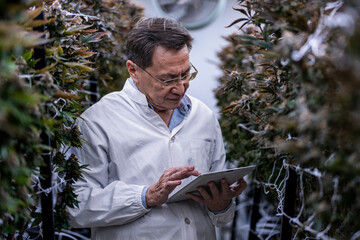 A researcher inspects cannabis plants in a high tech indoor facility, using digital technology for data analysis. Advancements in medical cannabis are shaping the future of sustainable cultivation.