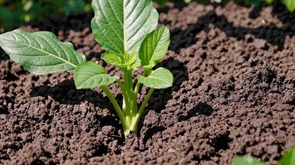The development and maturation of vegetable plant from the gourd family
