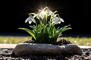 Sunlit Snowdrops Emerging: Spring's Radiant Arrival on a Stone