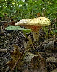 Wild mushroom growing on forest floor with visible gills
