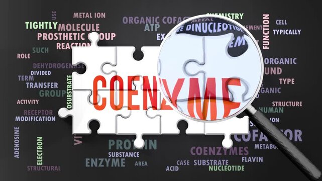 Coenzyme under magnifying glass, being researched, studied and examined. Most important subjects and ideas closely related to coenzyme presented as a word cloud. Complexity of coenzyme. Can be looped.
