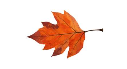 A Vibrant Autumn Leaf Against a Soft Background