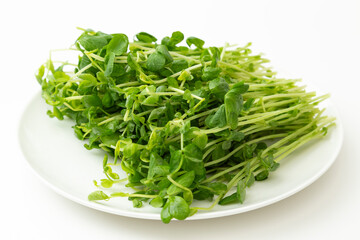 さらに乗った豆苗　白バック