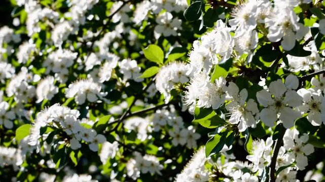 White flowering blossoms of hawthorn tree on its branches during the spring season, showcasing textures related to gardening and springtime