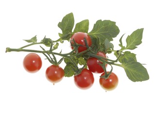 Fresh Red Cherry Tomatoes on the Vine, Isolated White Background