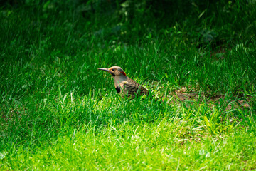 Northern Flicker woodpecker (Colaptes auratus) standing in green grass.