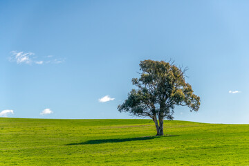 Obraz premium Season's shift across the countryside from Winter towards Spring