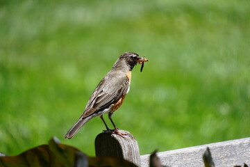 American robin bird perched on a wooden fence with a worm in its beak.