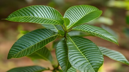 Vibrant Green Tropical Plant Leaves Close Up