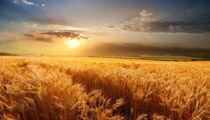 Obraz premium golden wheat field at sunset 1