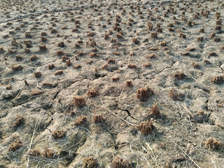 Post-harvest paddy field with remaining stubble visible on dry soil after rice crop cutting in rural India, representing end of harvest season and traditional agricultural practices.