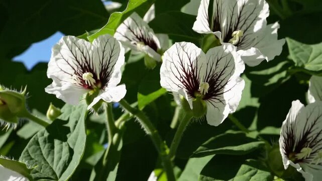 The blossom of leguminous plant commonly grown for its edible seeds