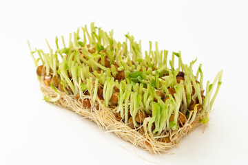 豆苗の再生栽培　白バック