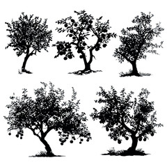 Apple tree silhouette set, Black & White silhouette set
