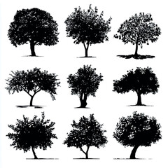 Fototapeta premium Apple tree silhouette set, Black & White silhouette set