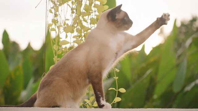 Siamese Cat Raising Paw and Meowing Toward Straw in Slow Motion with Greenery and Sunlight in Background