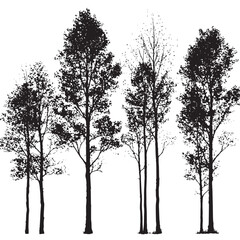 Aspen tree silhouette set, Black & White silhouette set