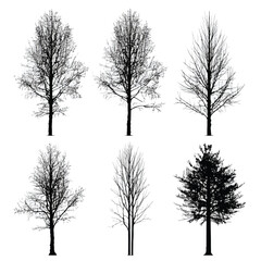 Aspen tree silhouette set, Black & White silhouette set