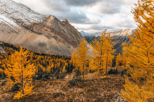 Beautiful autumnal landscape in the mountains with larch trees