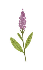 Fototapeta premium Purple Crayon Flower, Childlike Drawing Style