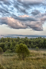 Obraz premium a picturesque summer landscape. In the foreground, tall grasses and a small, lonely tree standing in the middle of a clearing are visible. 