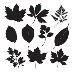 Autumn leaf silhouette set, Black & White silhouette set