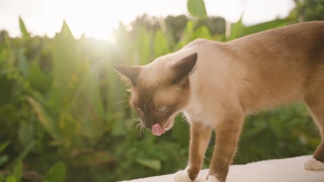 Siamese Cat Standing and Licking Mouth While Facing Sunlight in Slow Motion with Lush Green Background