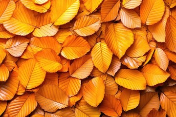 Fototapeta premium Golden Autumnal Cascade: A Dense Tapestry of Vibrant Beech Leaves