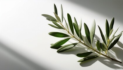 a minimalist stock photo of an olive branch on a white background softly lit to cast gentle shadows symbolizing peace and reconciliation for international non violence day