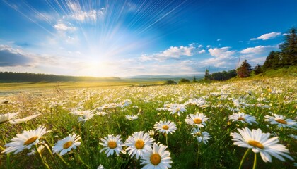 bright sunshine illuminates a field of daisies under a vibrant blue sky © Shawna