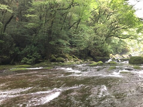 Kikuchi Valley: Clear Stream and Lush Green Forest in Kumamoto, Japan_1
熊本 菊池渓谷：清流と豊かな緑の森_1