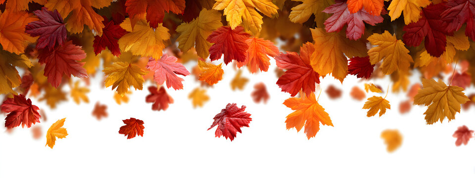 Autumn seasonal background with long horizontal bordr made of falling autumn glden, red and orange colord leaves isolated on transarent background. Hello auumn png illustration
