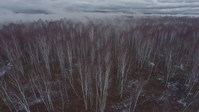 Enigmatic and misty woodland during bleak winter season. Grandiose overhead flight unmanned aerial vehicle perspective.